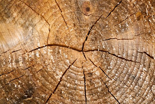 Close-up of growth rings in a cut tree trunk